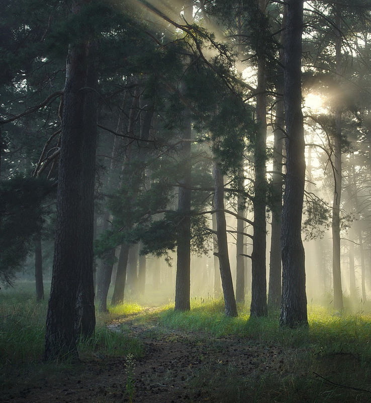 Фотографія Утро в лесу / Сергей S / photographers.ua