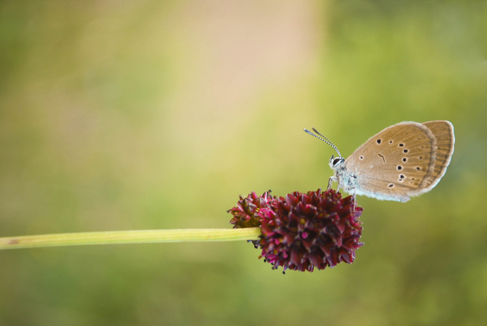 Фотографія ### / Andriy Senkiv / photographers.ua