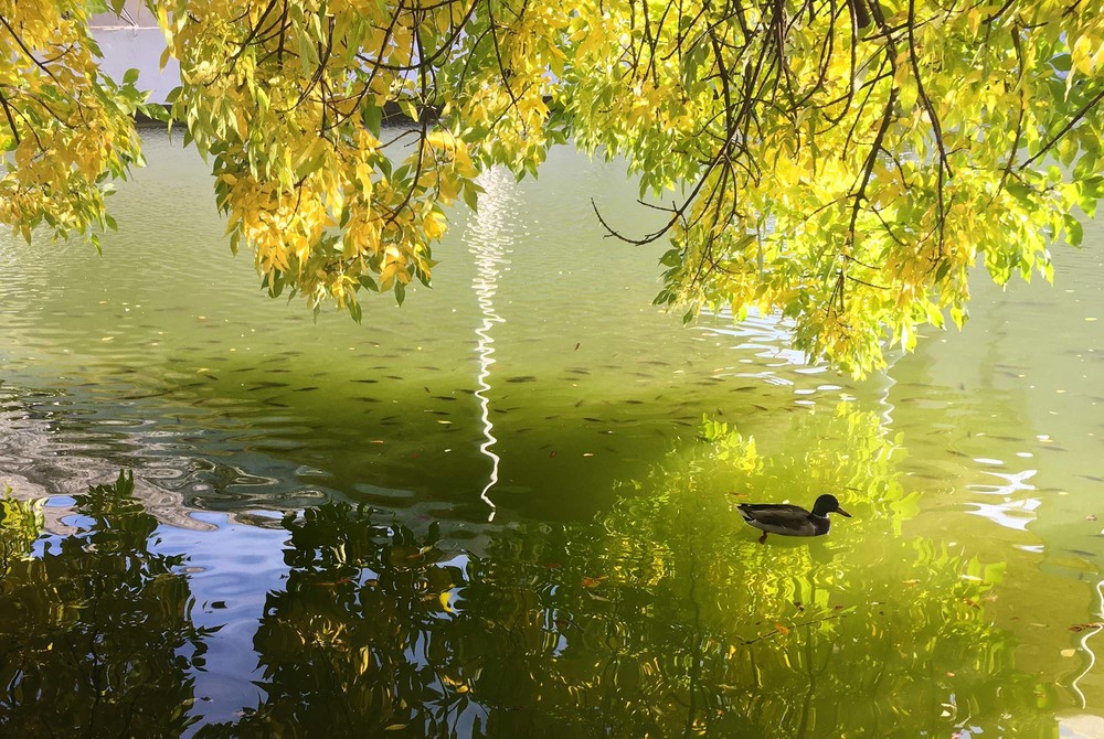 Фотографія Гра кольорів на озері з качками та рибою / Михаил Демиденко / photographers.ua