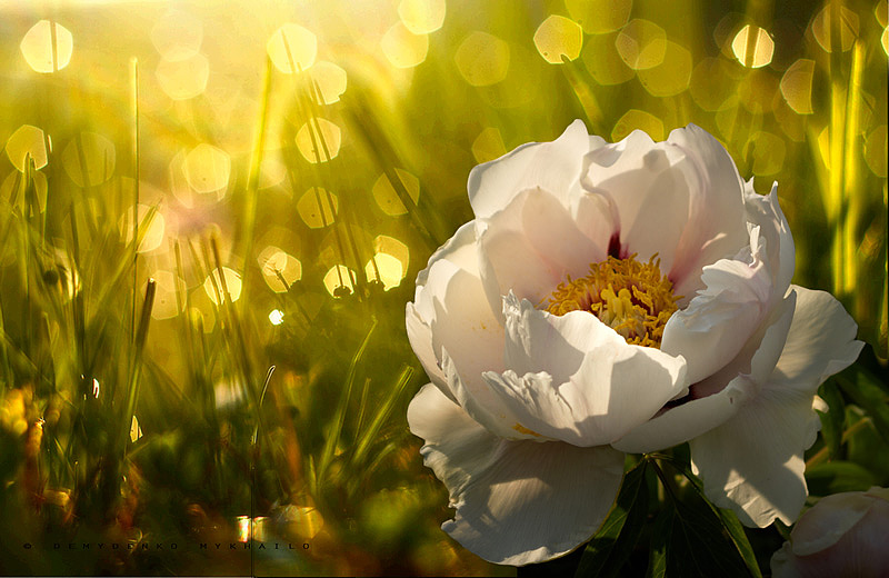 Фотографія Травнева квітка / Михаил Демиденко / photographers.ua