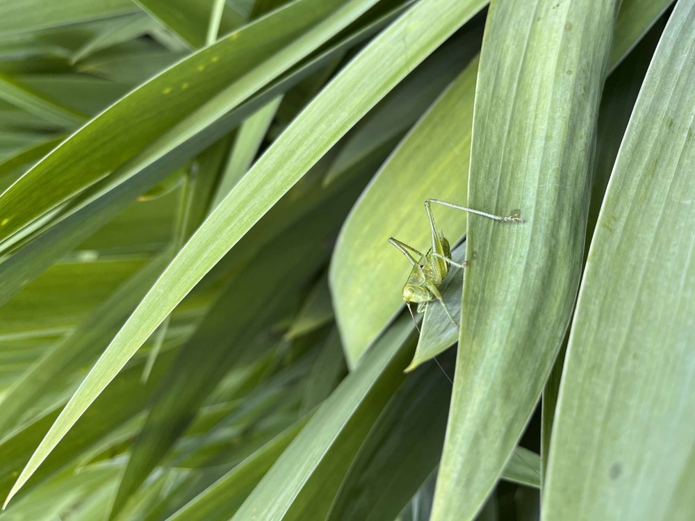 Фотографія Камуфляж / Анна Гаврилюк / photographers.ua