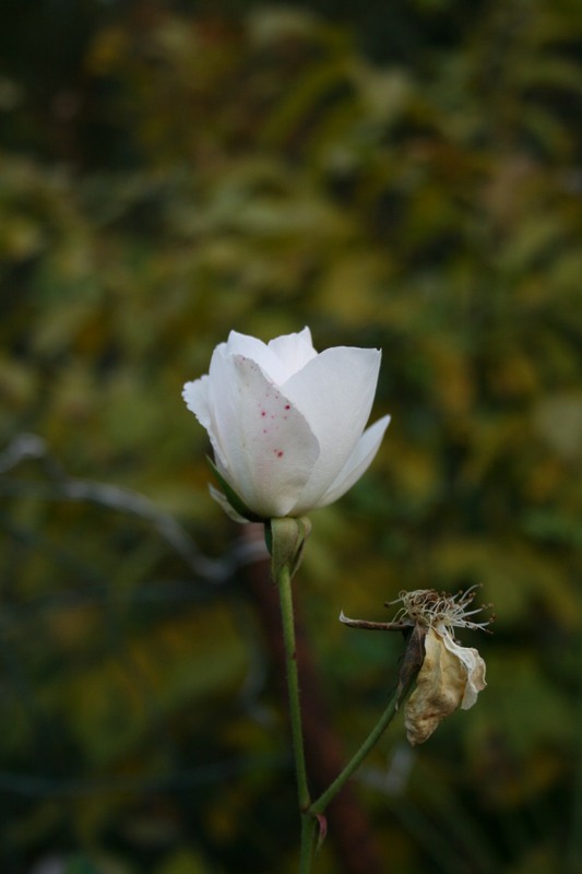 Фотографія Останні квіти осені / Анна Гаврилюк / photographers.ua