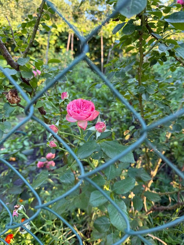 Фотографія Краса за ґратами / Анна Гаврилюк / photographers.ua