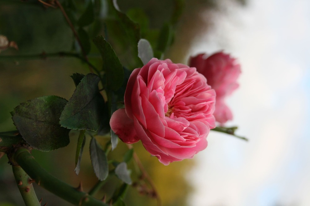 Фотографія Осінні троянди / Анна Гаврилюк / photographers.ua