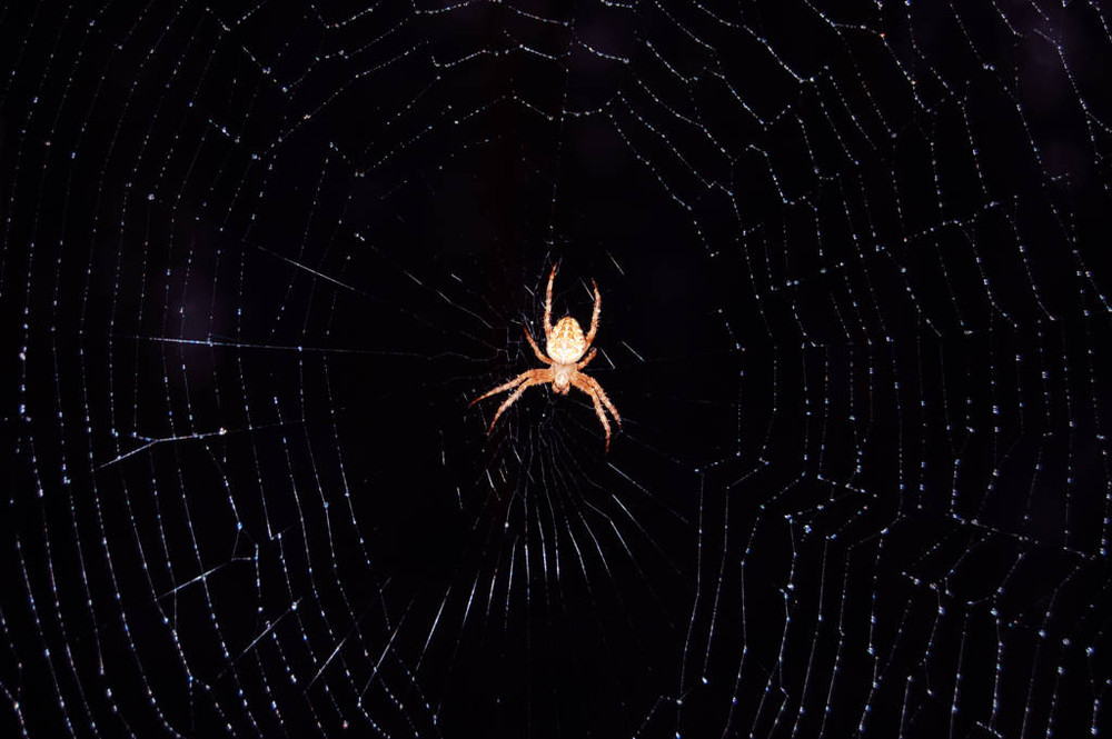 Фотографія spider / Freckle / photographers.ua