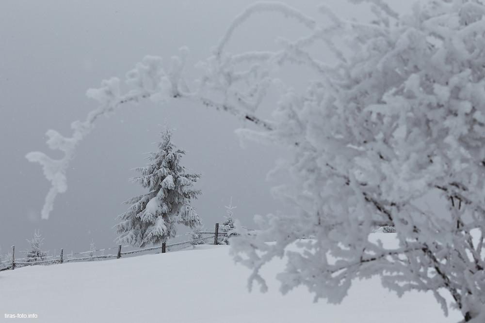 Фотографія зимний туман / Алёна Петренко / photographers.ua