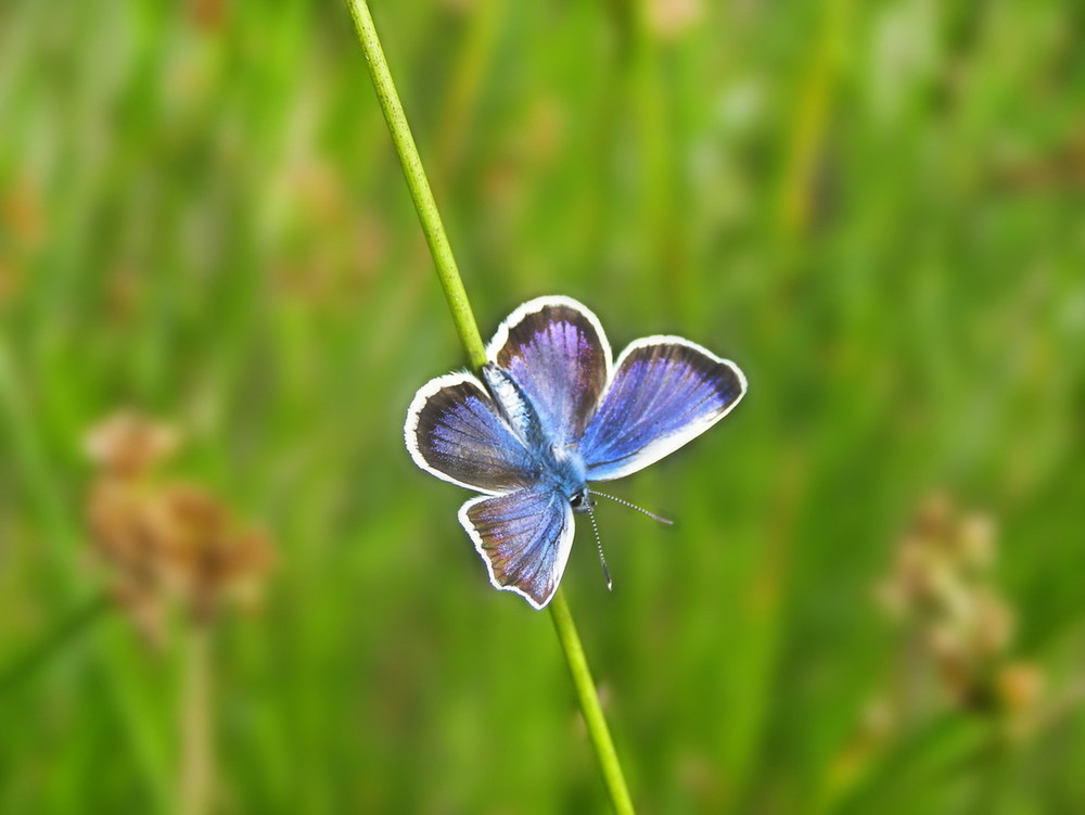 Фотографія *** / Елена Elena / photographers.ua
