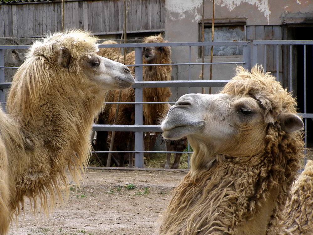 Фотографія Восток - дело тонкое / Елена Elena / photographers.ua