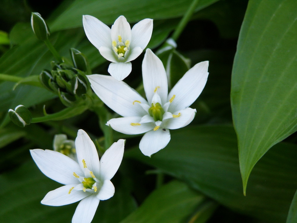 Фотографія *** / Елена Elena / photographers.ua