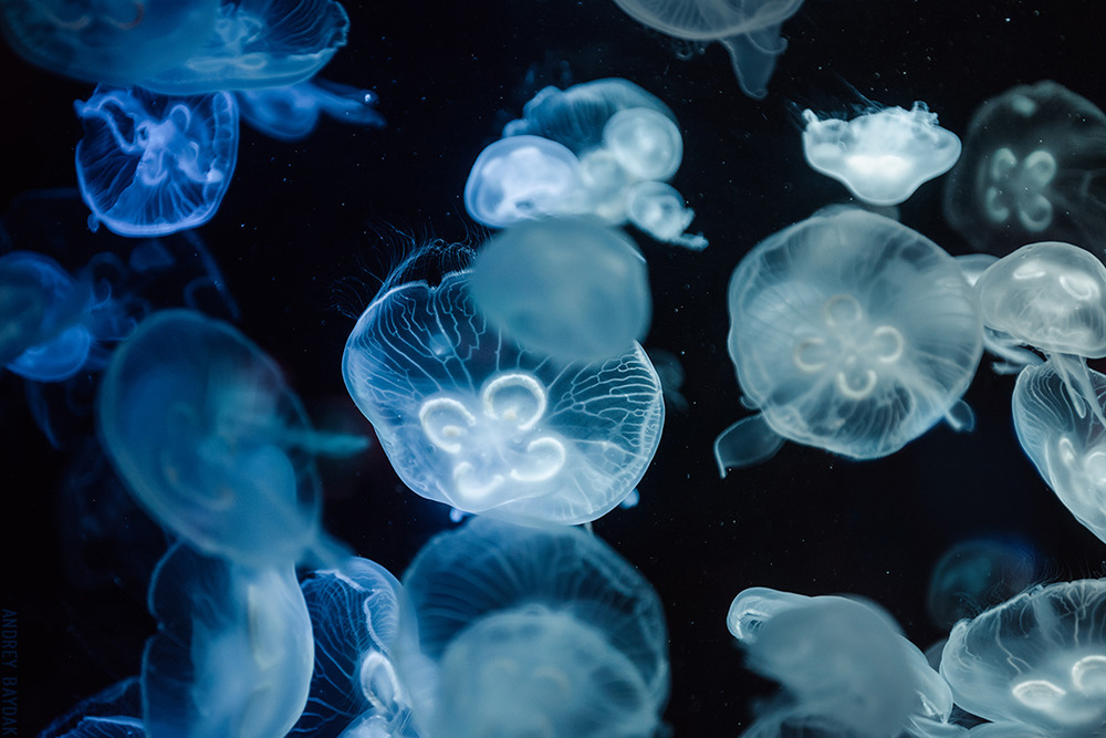 Фотографія Jellyfishes / andrbk / photographers.ua