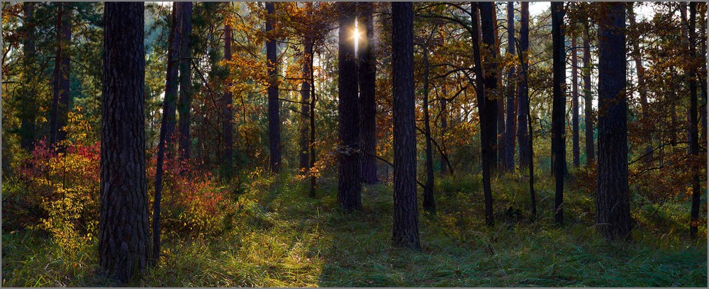 Фотографія В лесу... / Анатолий / photographers.ua