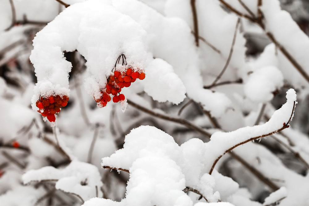 Фотографія Червоне намисто білої зими... / Олександр Горбач / photographers.ua