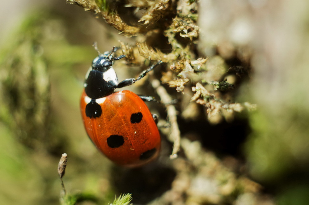 Фотографія Coccinella septempunctata / Биленко Сергей / photographers.ua
