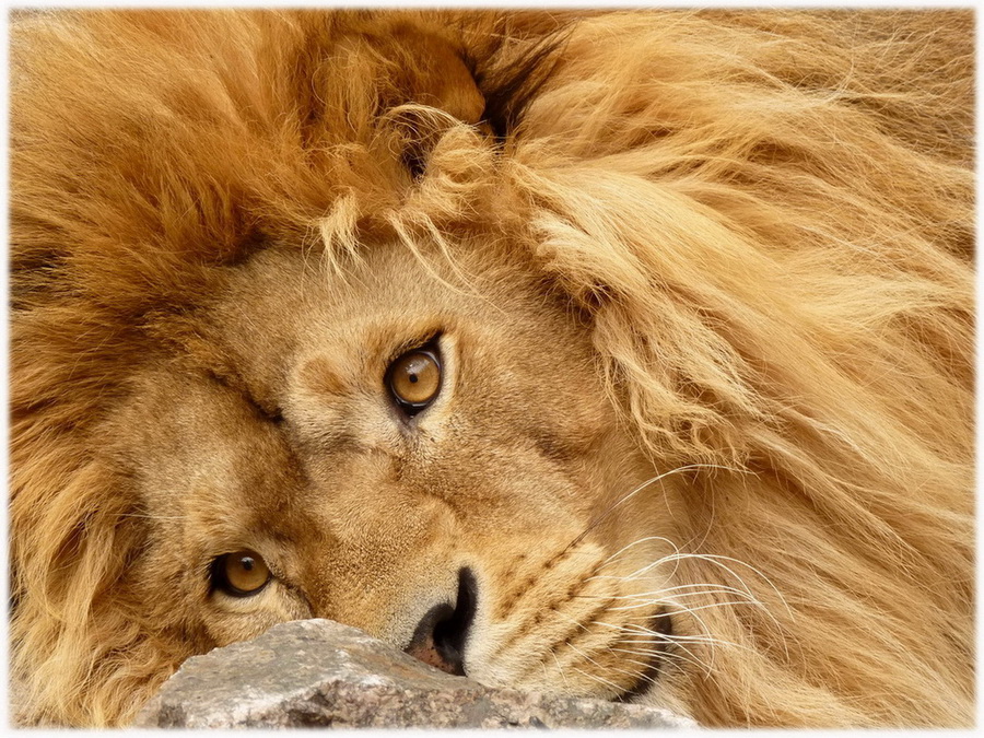 Фотографія Panthera leo / Биленко Сергей / photographers.ua