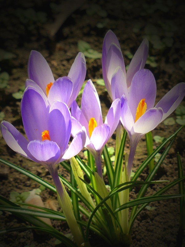 Фотографія Весна прийшла, розквітли крокуси / Игорь Говорин / photographers.ua