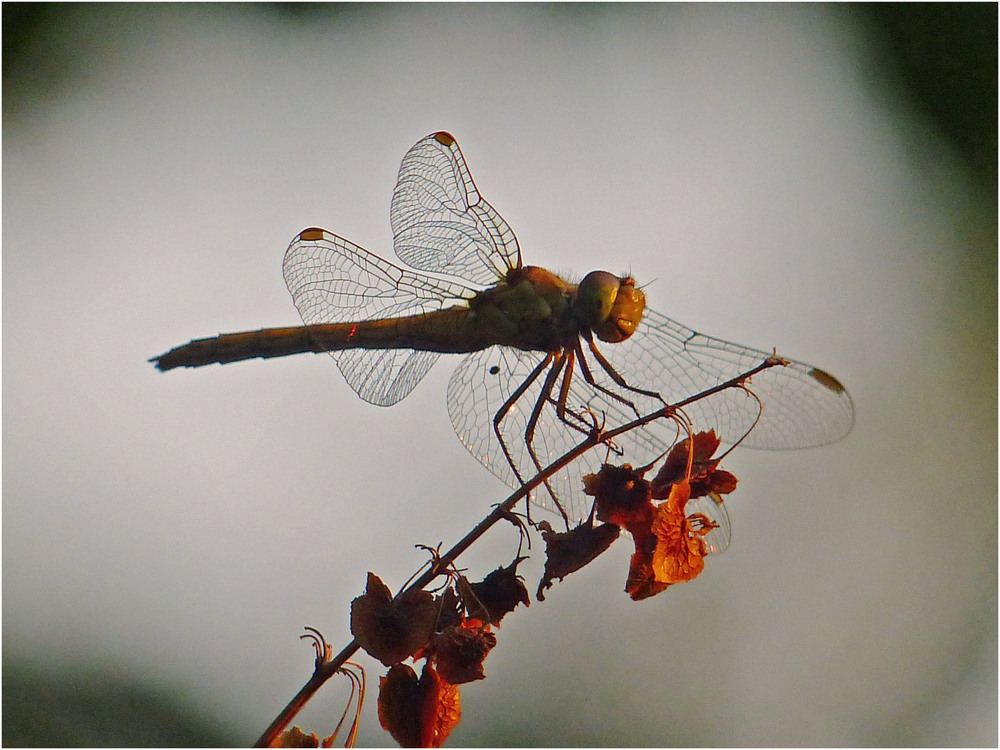 Фотографія Fly, Dragonfly! / Игорь Говорин / photographers.ua
