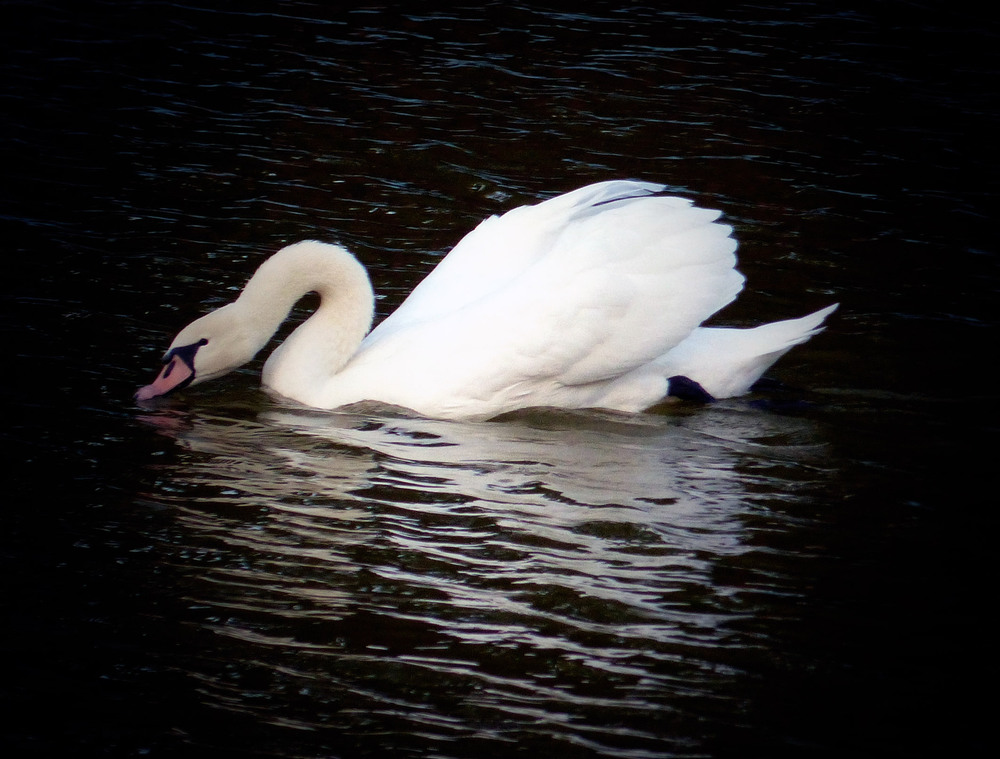 Фотографія А белый лебедь на пруду... / Игорь Говорин / photographers.ua