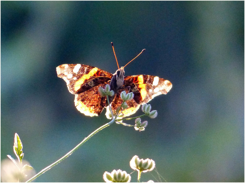 Фотографія Метелик на палочці. / Игорь Говорин / photographers.ua