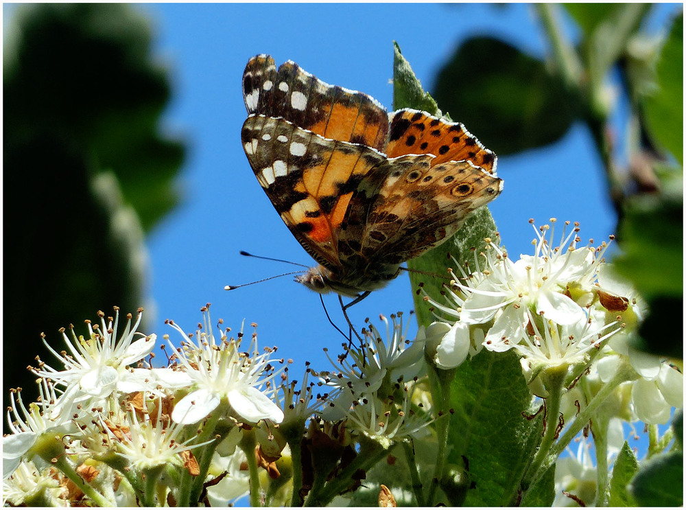 Фотографія И ещё раз о бабочках...Вечное вдохновение. / Игорь Говорин / photographers.ua