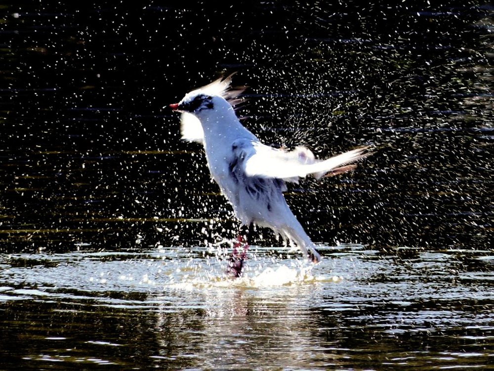 Фотографія Приводнение. / Игорь Говорин / photographers.ua