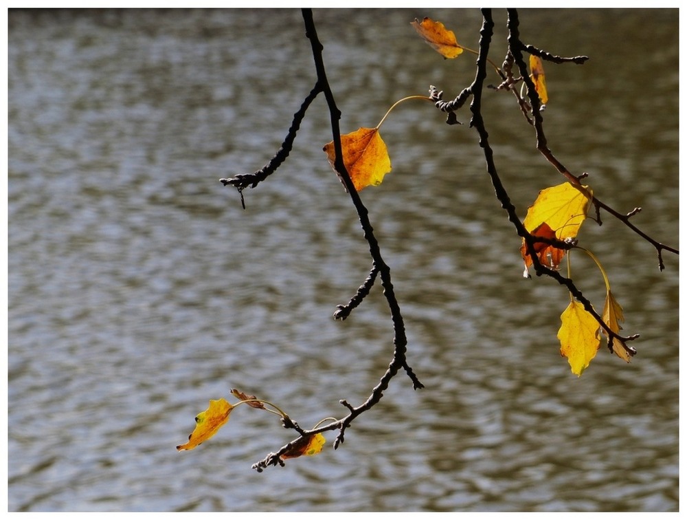 Фотографія Відлетіла осінь золотим листом... / Игорь Говорин / photographers.ua