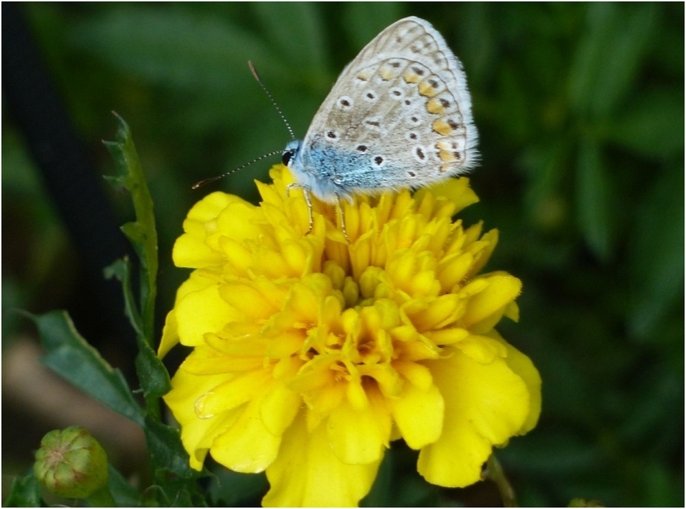 Фотографія Відлетіло літо немов блакитний метелик... / Игорь Говорин / photographers.ua