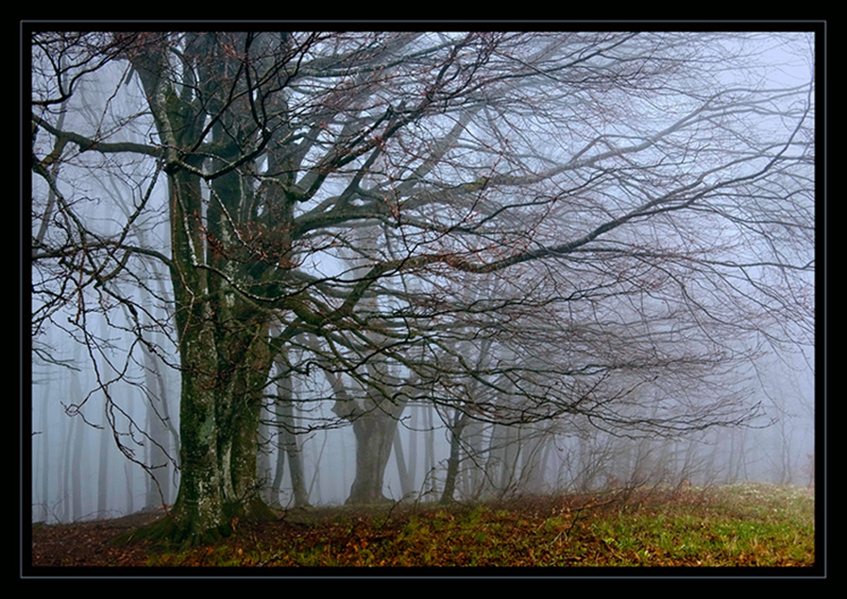 Фотографія Ужик в тумане / Wladlen / photographers.ua