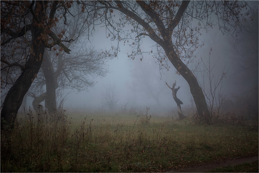 Фотографія Дирижер туманного леса. / Dvorian715 / photographers.ua