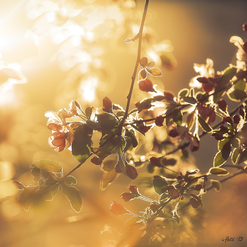 Фотографія Весна / iFoto / photographers.ua