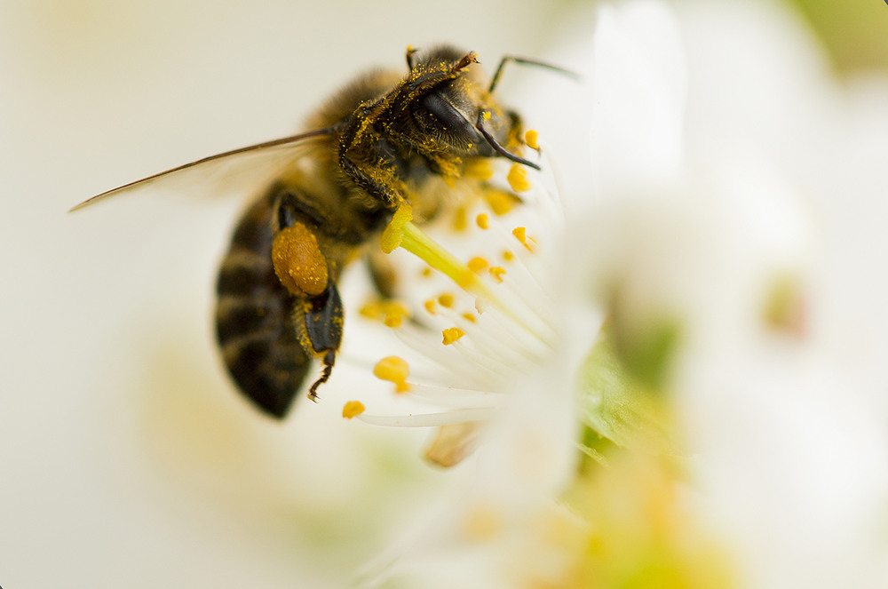 Фотографія Пчела, как то раз весной... / iFoto / photographers.ua