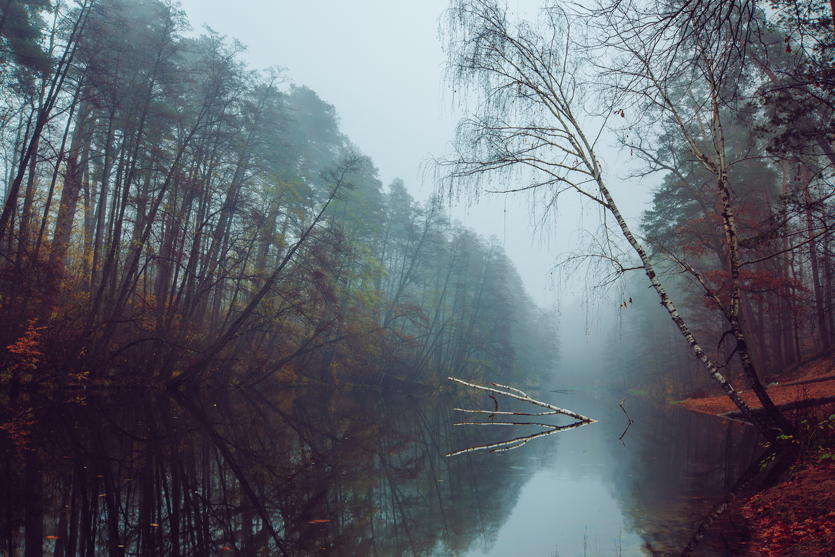 Фотографія Осень в лесу / iFoto / photographers.ua