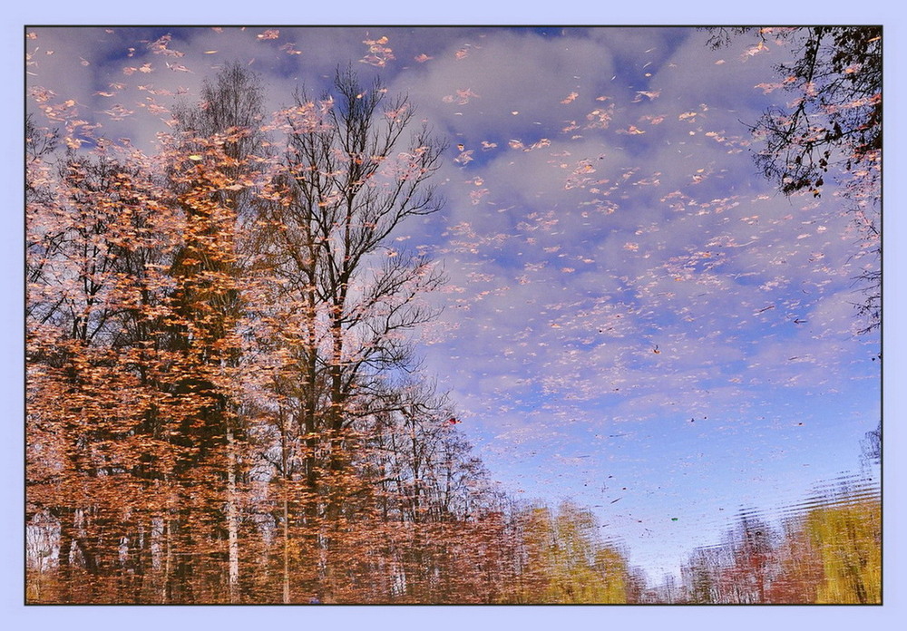 Фотографія Листя, як птахи, летять до хмарин... / Ігор К* / photographers.ua