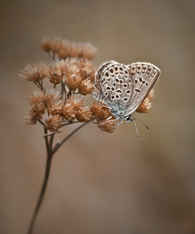 Фотографія дела осенние / Марина(k) / photographers.ua