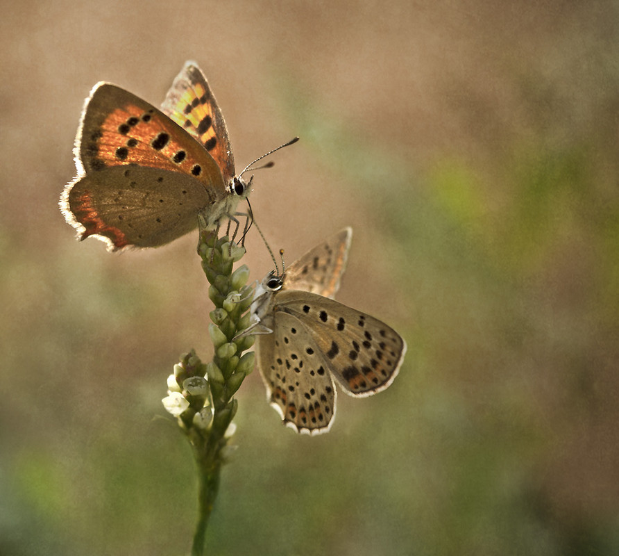 Фотографія ** / Марина(k) / photographers.ua