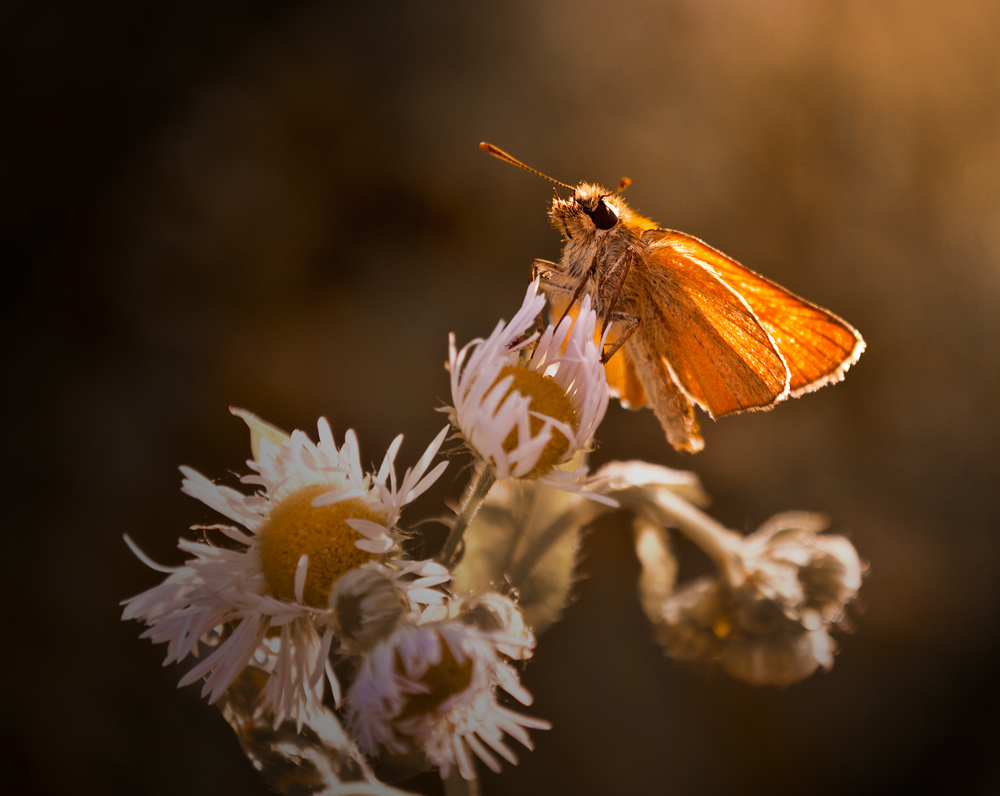 Фотографія золотистый / Марина(k) / photographers.ua