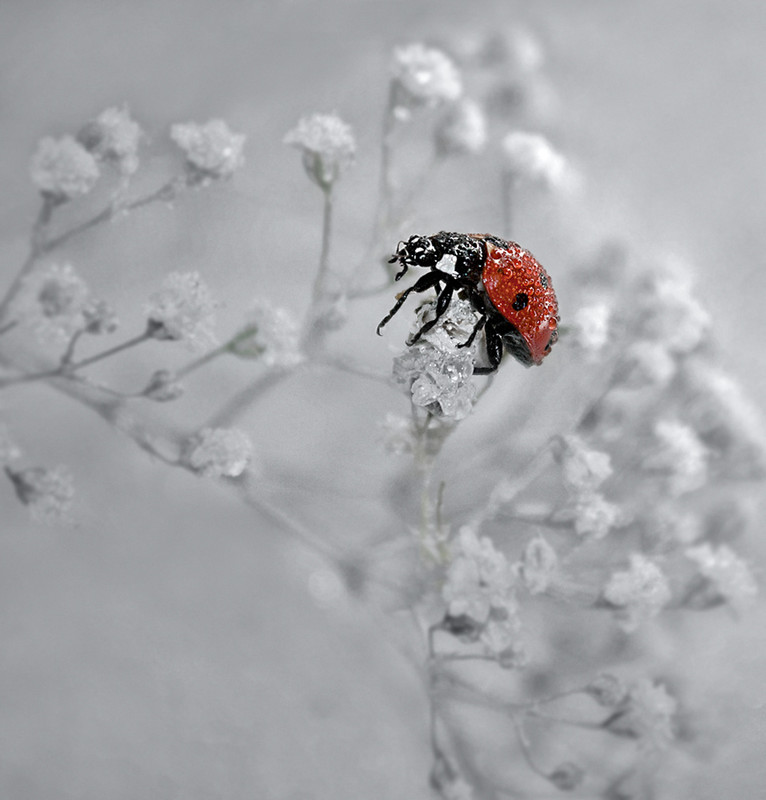 Фотографія Макро / Марина(k) / photographers.ua