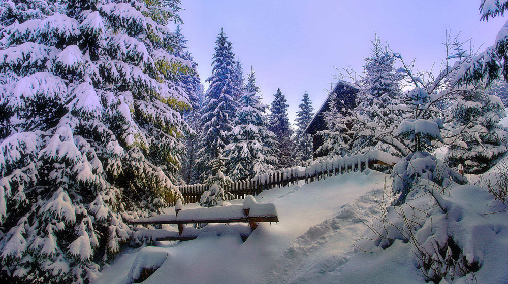 Фотографія Зимова казка / Олексій Стеценко / photographers.ua