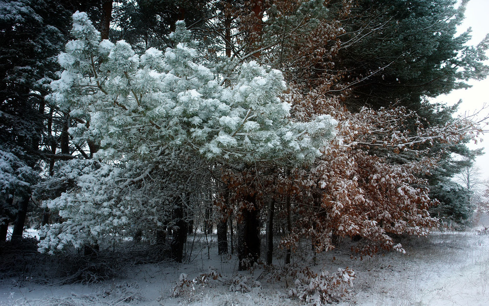 Фотографія Перший сніг нової зими / Олексій Стеценко / photographers.ua