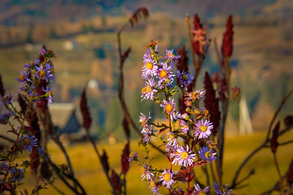 Фотографія Осінні квіти Карпат / Олексій Стеценко / photographers.ua