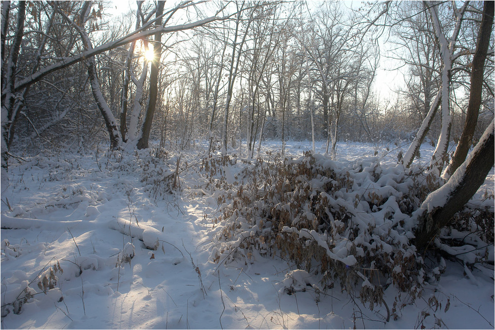 Фотографія Після снігопаду / Олексій Стеценко / photographers.ua