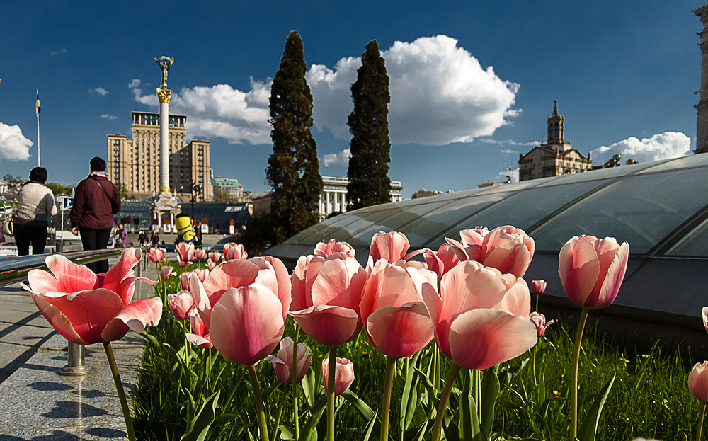 Фотографія Київські тюльпани / Олексій Стеценко / photographers.ua