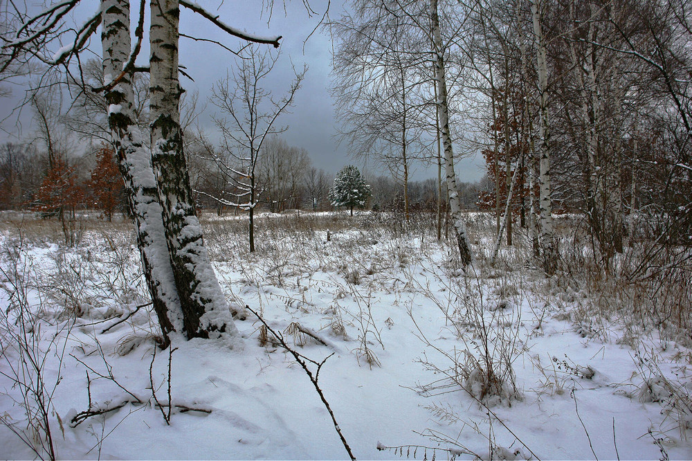 Фотографія Просто  Winter / Олексій Стеценко / photographers.ua