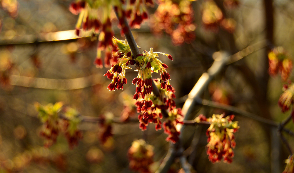 Фотографія А за вікном, рання весна... / Олексій Стеценко / photographers.ua