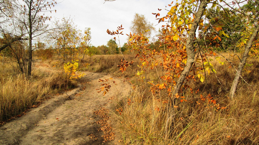Фотографія Золота осінь / Олексій Стеценко / photographers.ua