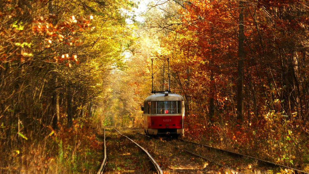Фотографія Лісовий трамвай / Олексій Стеценко / photographers.ua