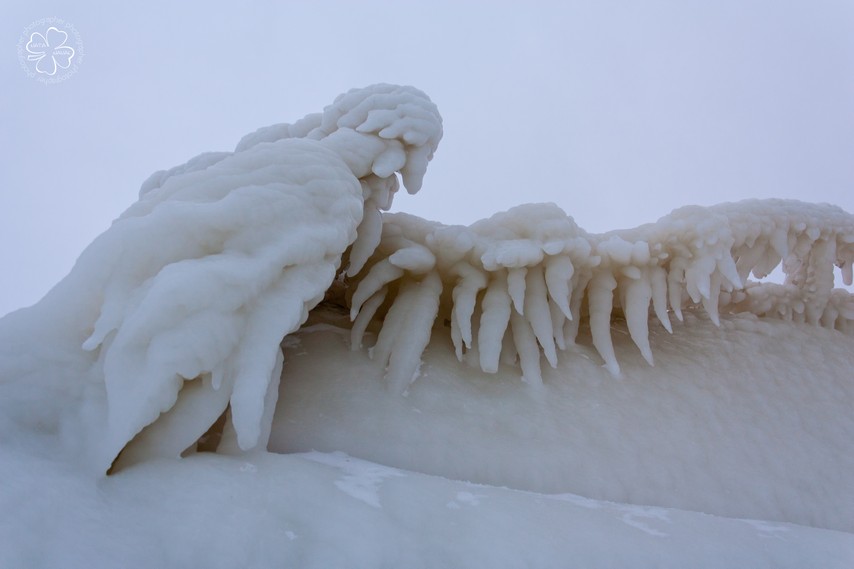 Фотографія Ледяная птица / Nata Naval / photographers.ua