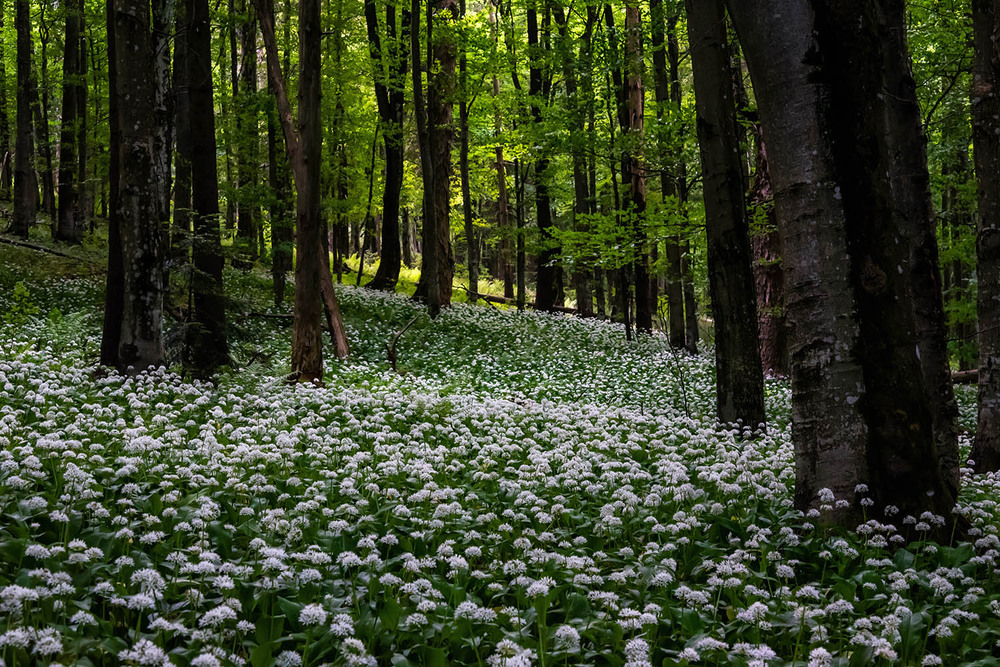 Фотографія Всюди буйно квітне Черемша... )) / Михайло Пецкович / photographers.ua