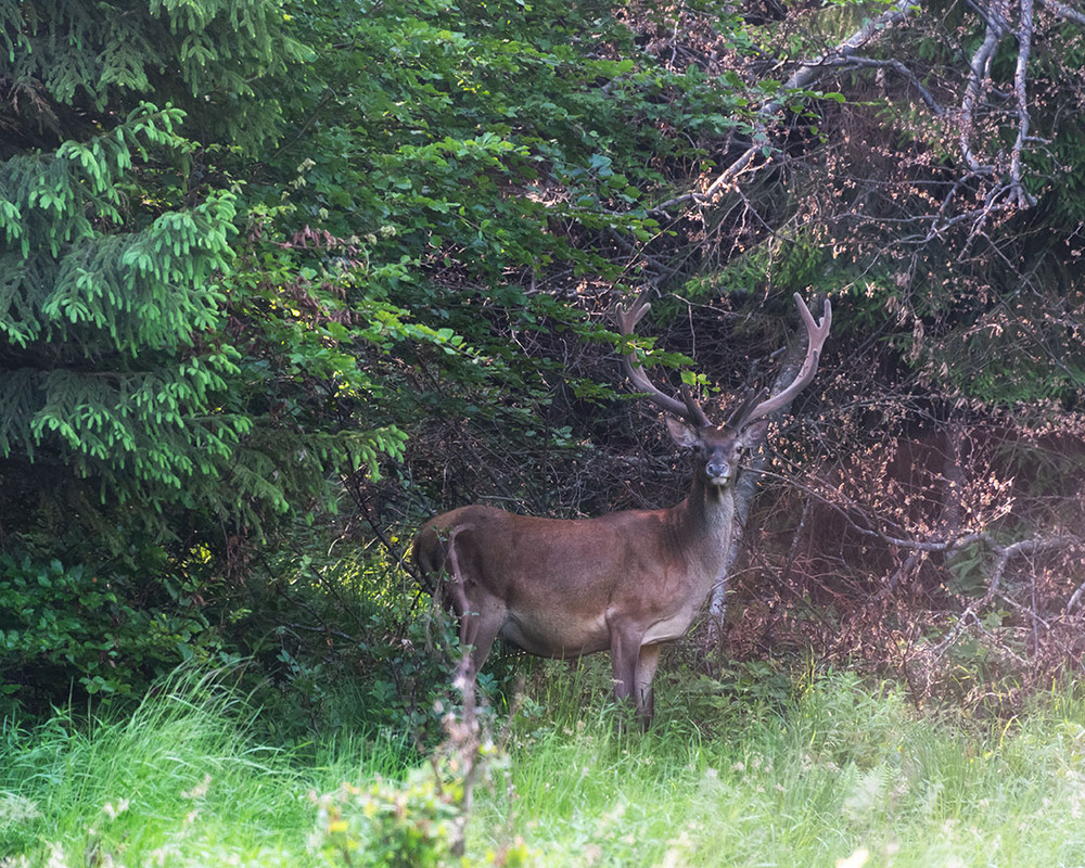 Фотографія Животные / Михайло Пецкович / photographers.ua
