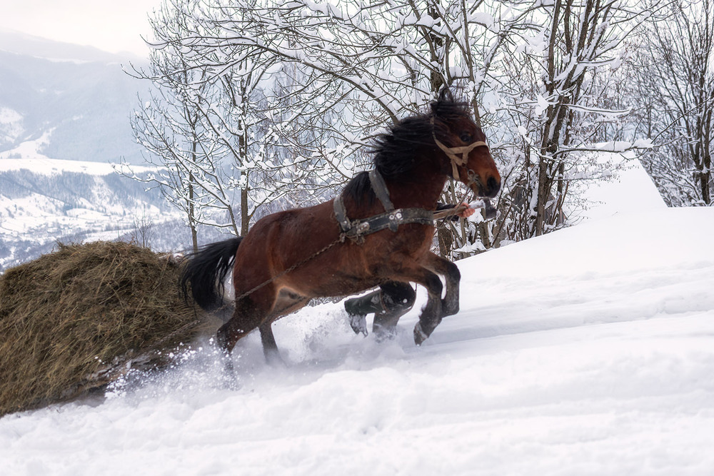 Фотографія Жанр / Михайло Пецкович / photographers.ua