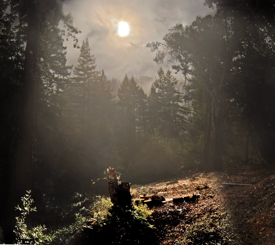 Фотографія лес в тумане / Виктор Игумнов / photographers.ua
